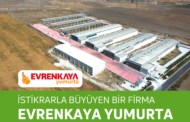 İstikrarla büyüyen bir firma;   EVRENKAYA YUMURTA